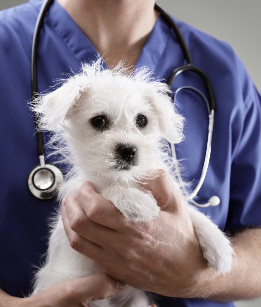 Акции категории Ветеринарные клиники